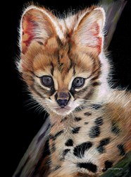 Serval Kitten II by Pip McGarry - Original Painting on Stretched Canvas sized 12x16 inches. Available from Whitewall Galleries
